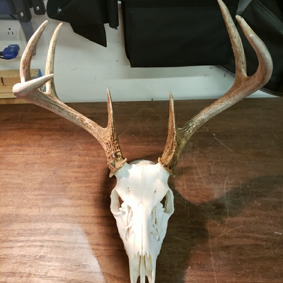 Meet your Posher, Jake - Picture 1 of 1